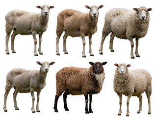 Fototapeta premium Six sheep different breeds isolated on pet lamb wool farm cute on transparent background