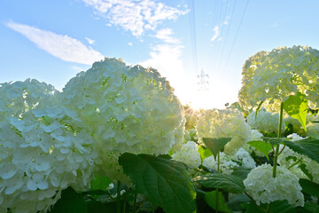 朝日に照らされる紫陽花