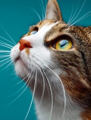 Closeup Portrait of a Tricolor Cat Against Teal Background