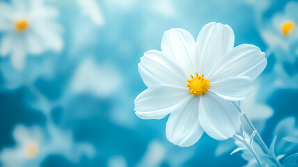 White flower in soft color and blur style for background.