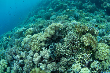 Healthy corals thrive on a shallow reef in Wakatobi National Park, Indonesia. This remote area is a popular destination for scuba diving and snorkeling due to its incredible marine biodiversity.