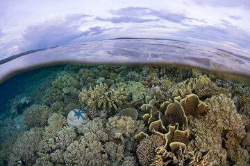 Healthy corals thrive on a shallow reef in Wakatobi National Park, Indonesia. This remote area is a popular destination for scuba diving and snorkeling due to its incredible marine biodiversity.