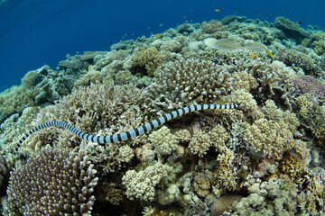 A Banded sea krait, Laticauda colubrina, cruises over a shallow reef in Wakatobi National Park searching for small prey. These recognizable snakes are extremely venomous but quite docile.