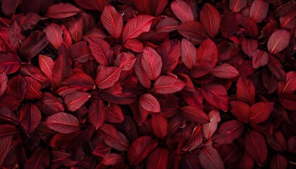 autumn background of leaves dark red texture