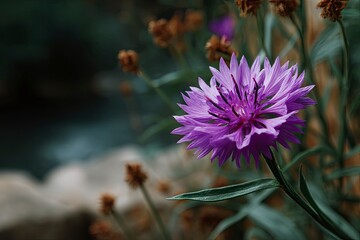 Selective focus of purple Centaurea cyanus flower