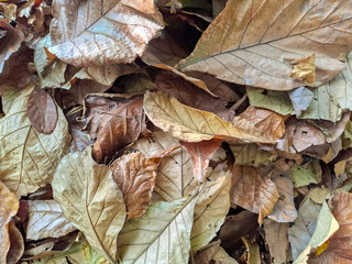Dry autumn leaves in natural earthy tones forming a textured ground layer.