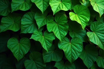 Deep green ivy, overlapping leaves, natural abstract backdrop, illustration, photo, shadows