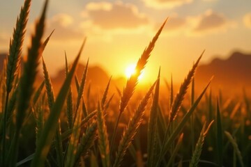 Sunset light illuminating swaying grass blades , visual, photo