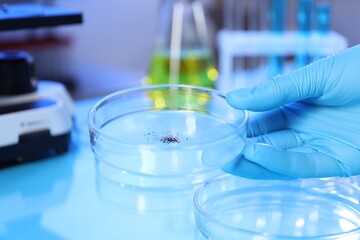 Scientist working with samples in Petri dishes at table in laboratory, closeup