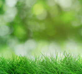 Lush green grass growing outdoors. Bokeh effect