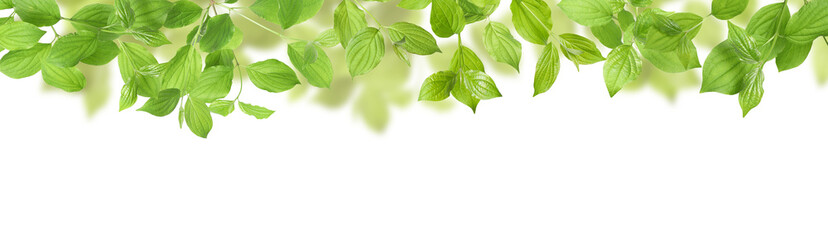 Fototapeta premium Branches with fresh green leaves on white background