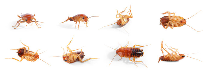 Set of many cockroaches isolated on white