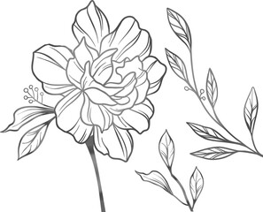 Stylized bloom with stem and leaf sprigs is appearing in line-art vector on transparent background