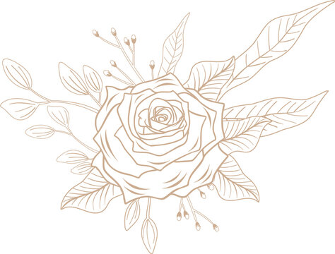 Fototapeta Stylized rose blossom is floating in cream line art with leaves, buds on transparent background