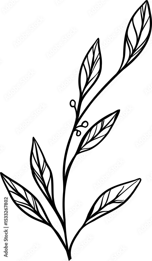 Poster showing stylized plant branch in minimal sketch style with leaf venation on transparent background