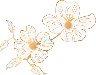 Two white blossoms are linking via gold branch with leaves on transparent background in flat design