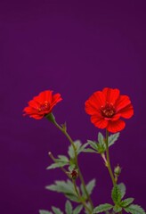 Obraz premium Vibrant red Portulaca blossoms against a deep purple backdrop, spring, nature