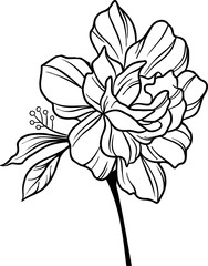 Flower line art is being shown on transparent bg with layered petals, stamens, slender stem, leaf
