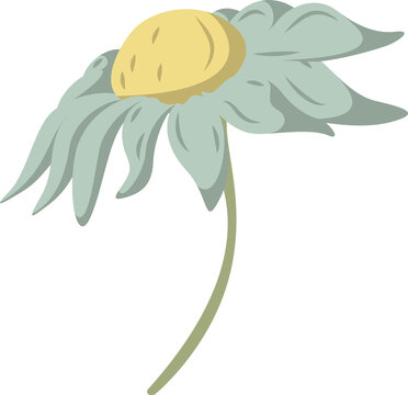 Fototapeta Daisy is showing yellow disc, teal petals on transparent background vector, copy space