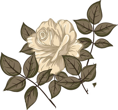 Fototapeta Botanical vector is showing cream rose blossom with brown green leaves, transparent background