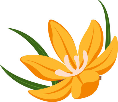 Fototapeta Flat minimalist orange lily is showing petals, white stamen, green leaves on transparent background