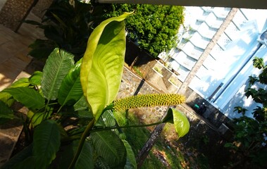 Spathiphyllum kochii, a beautiful peace lily with white caps, and green leaves.