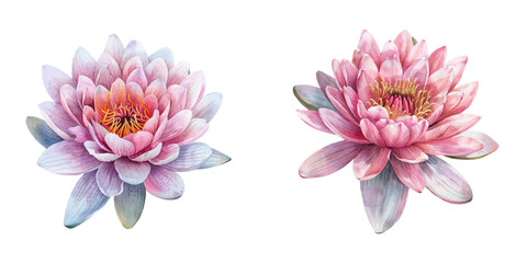 beautiful waterlily flower watercolor vector illustration