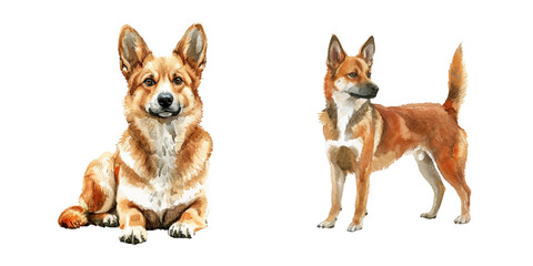 belgian malinois watercolor vector illustration