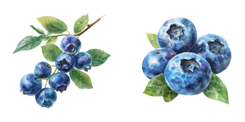 blueberry watercolor vector illustration © Dar