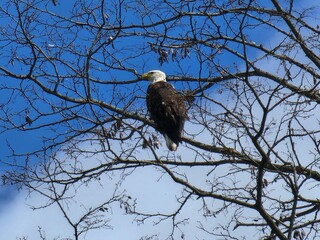 bald eagle on tree
