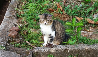 cute striped cat with an adorable face and looks sleepy