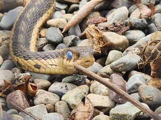snake on rocks