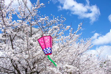 春爛漫、青空と桜と提灯