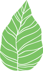 Gardinen Stylized green leaf graphic is floating on transparent background, featuring curved vein pattern © vectorfusionart