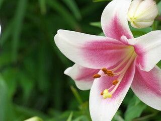 Tokyo, Japan - June 13, 2025: Closeup of a colorful lily in summer