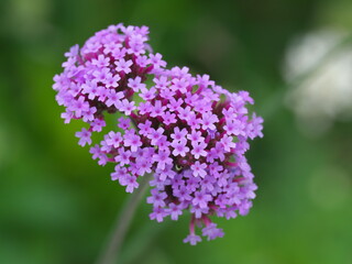 Obraz premium Tokyo, Japan - June 13, 2025: Closeup of Tall vervain or Purpletop verbena