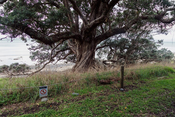 Ancient pohutukawa tree stands near a beachTapapakanga Regional Park. Keep out sign visible.,...