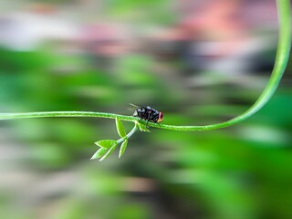 Macro Flies Blow fly Chrysomya megacephala, Green Bottle fly species in nature The dewy environment highlights the fly s natural habitat