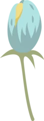 Gardinen Flat flower bud showing aqua petals shaded yellow tip on olive stem-calyx on transparent background © vectorfusionart