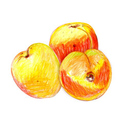 Sketch art of apricot hand drawn with colored pencils in orange, yellow, red and green colors