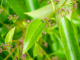 紫色の小さい花