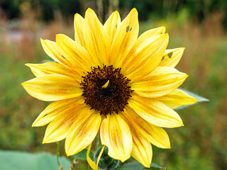 早めに咲いた向日葵の花