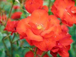 満開のバラの花