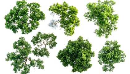 Fototapeta premium Collection of tree canopies against a white background.