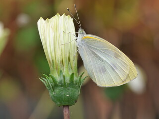 Tokyo, Japan - June 13, 2025: Closeup of a yellow butterfly on Gazania flower