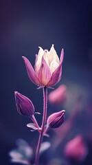 Fototapeta premium CloseUp of Elegant Pink and White Columbine Flower with Buds on Dark Background