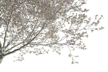 Prunus dulcis 2 Tree corner 4k png cutout
