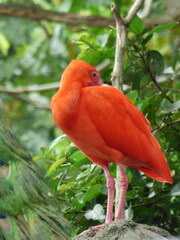 scarlet ibis bird