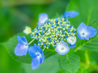 梅雨から初夏の公園や花壇を彩るアジサイのある風景。ガクアジサイの装飾花とツボミの繊細な質感とカラフルな色彩の様子