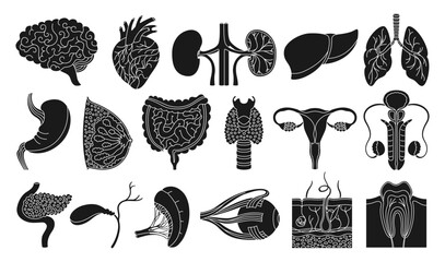 Human organs set. Cartoon silhouette lung, brain, heart, liver stomach, chest intestines, reproductive system female male, skin hair tooth eye, body elements collection. Vector illustration icon set